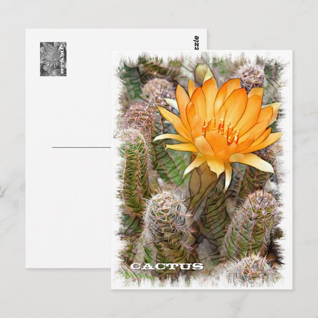 Cactus ポストカード postkarte (Vorne/Hinten)