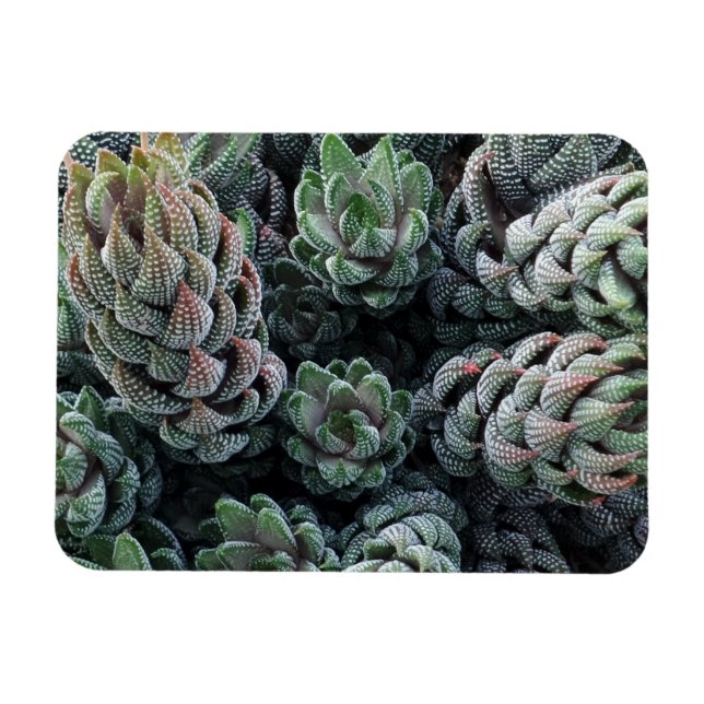 Cactus 3"x4" Magnet (Horizontal)