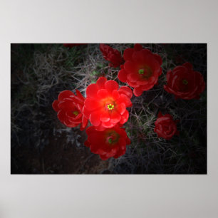 Cactus à fleurs rouges, affiche du désert