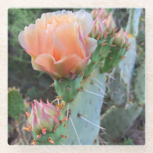 Cactus bloms Pale Pink Wüste Blume Foto Glasuntersetzer