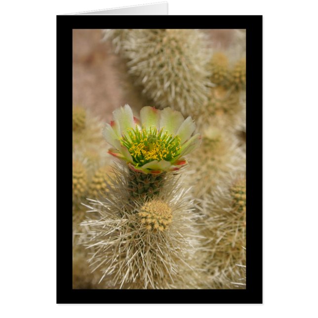 Cactus Bloom (Devant)