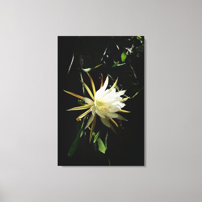 Cactus Bloom Leinwanddruck (Vorderseite)