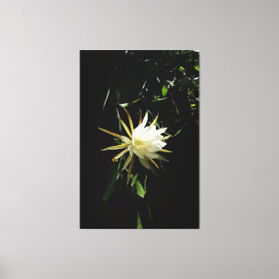Cactus Bloom Leinwanddruck