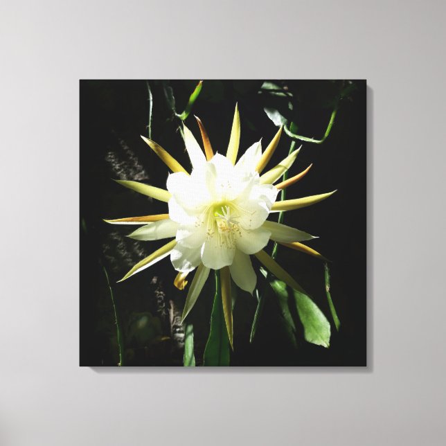 Cactus Bloom Leinwanddruck (Vorderseite)