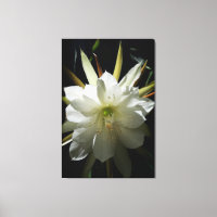 Cactus Bloom
