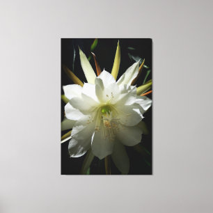 Cactus Bloom Leinwanddruck