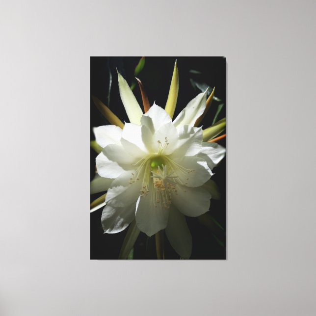 Cactus Bloom Leinwanddruck (Vorderseite)
