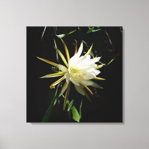 Cactus Bloom Leinwanddruck