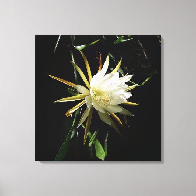 Cactus Bloom Leinwanddruck (Vorderseite)
