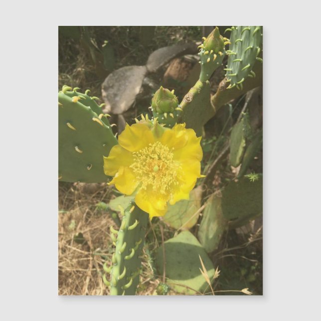 Cactus Bloom Magnet (Vorderseite)