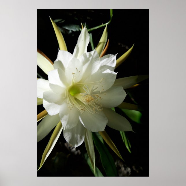 Cactus Bloom Poster (Vorne)