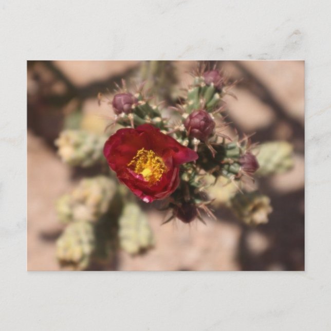 Cactus Bloom Postkarte (Vorderseite)