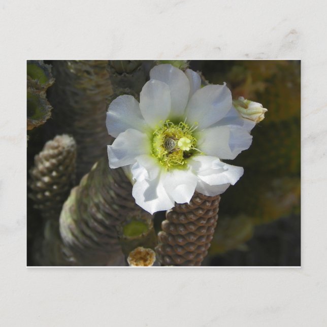 Cactus Bloom Postkarte (Vorderseite)