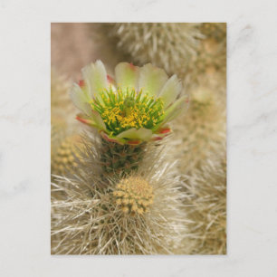Cactus Bloom Postkarte