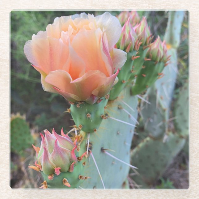 Cactus Blooms Pink Wüste Blume Foto Glasuntersetzer (Vorderseite)