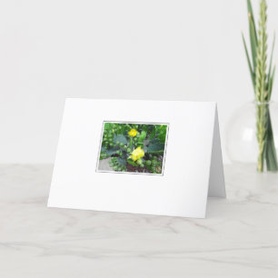 Cactus Blooms sur la carte de voeux blanche