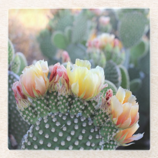 Cactus Blooms Yellow Pink Wüste Blume Foto Glasuntersetzer (Vorderseite)