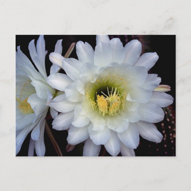 Cactus Blume 4355 Postkarte (Vorderseite)