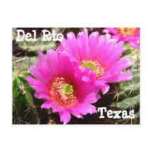Cactus Blume Del Rio Texas Postcard