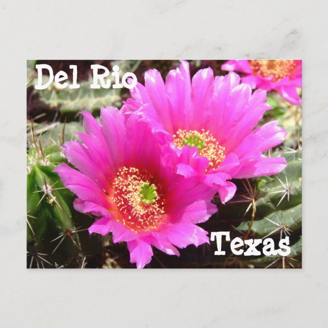 Cactus Blume Del Rio Texas Postcard Postkarte (Vorderseite)