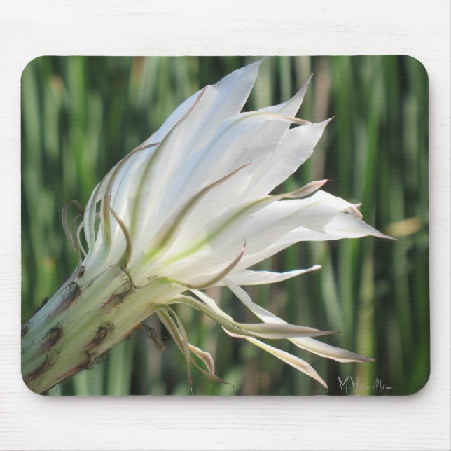 Cactus Blume Foto Mousepad (Vorne)