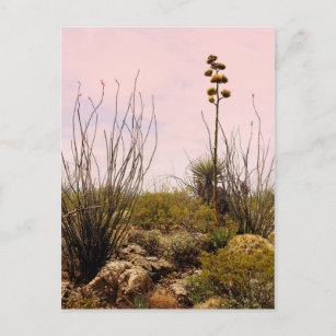 Cactus Blume New Mexico Blooms Postkarte
