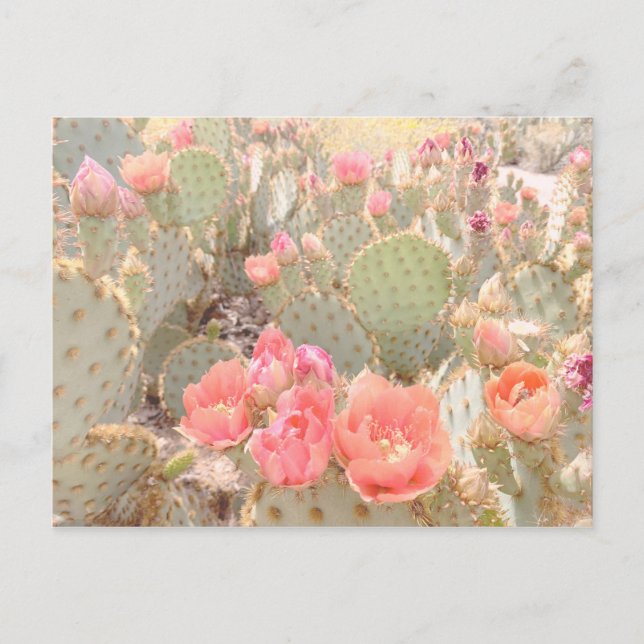 Cactus Blume Pink Blooms Sunset Postkarte (Vorderseite)