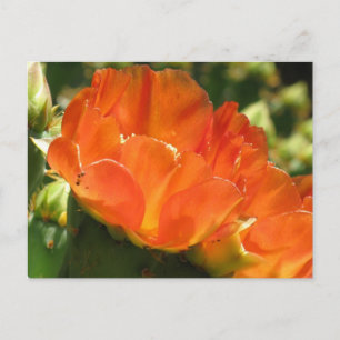 Cactus Blume Postcard Postkarte