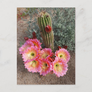 Cactus Blume Postcard Postkarte