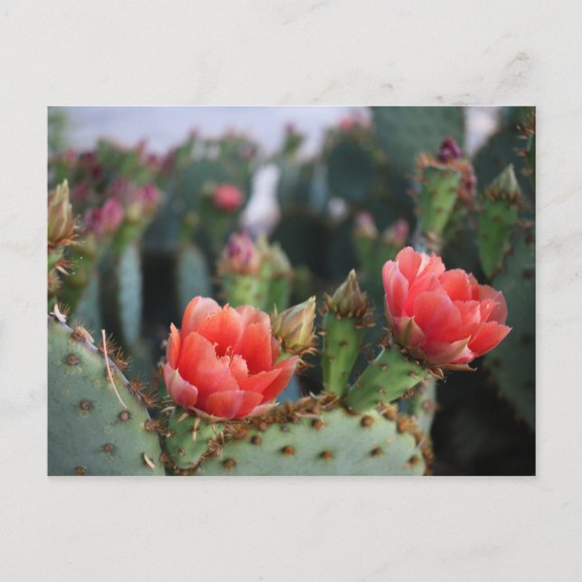 Cactus Blume Rosa Bloms Postkarte (Vorderseite)