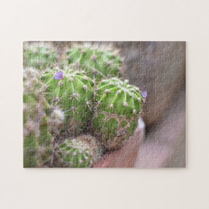 Cactus Cacti Blume Naturfotografie Garten