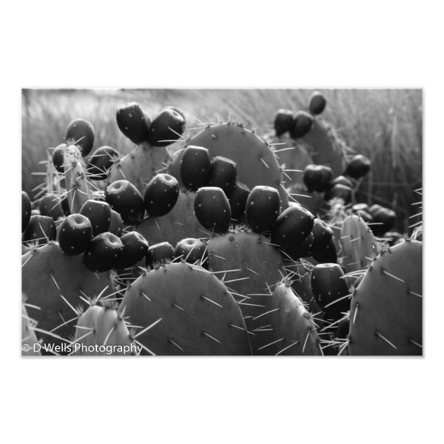 Cactus candy fotodruck (Vorne)
