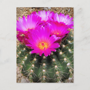 Cactus : Carte postale