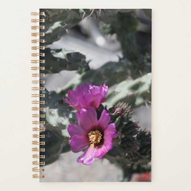 Cactus Challa en fleurs (Devant)