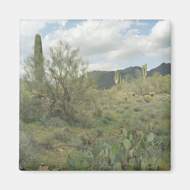 Cactus Coloring Desert Kühlschrank Magnet (Vorne)