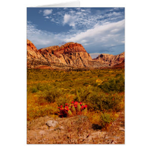Cactus dans le désert, sud-ouest, vierge à l'intér