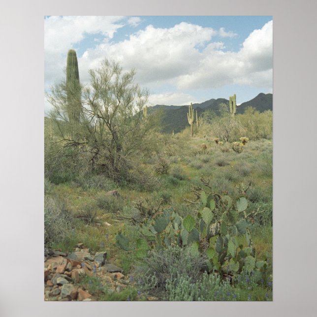 Cactus Desert Coloring Foto Poster Art Print (Vorne)