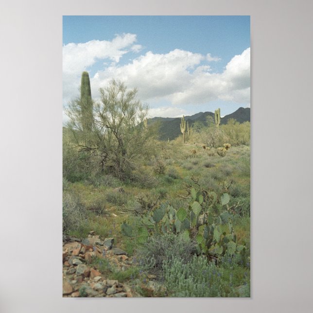 Cactus Desert Coloring Fotografy Art Print Poster (Vorne)
