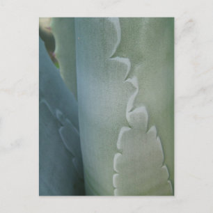 Cactus Detail Postcard Postkarte