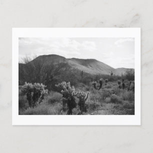 Cactus du désert Sauts Cholla B&W Photo Cartes pos