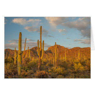 Cactus du Saguaro au coucher du soleil, Arizona