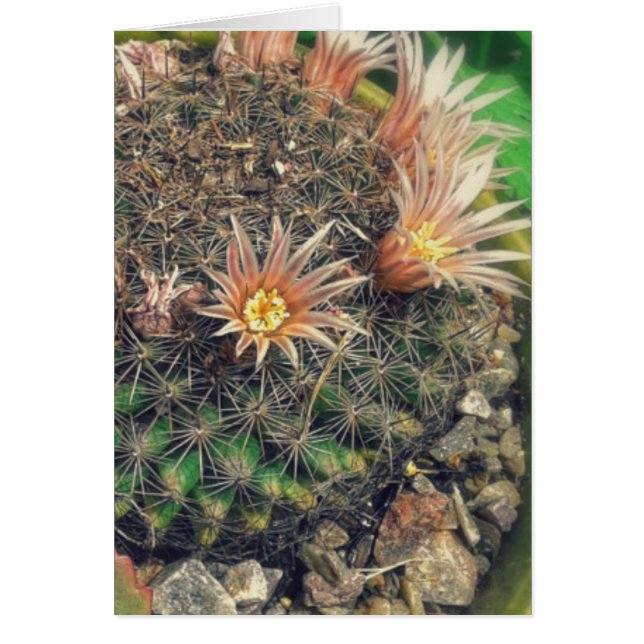 Cactus en fleurs (Devant)
