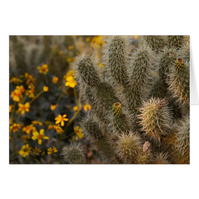Cactus et Fleurs sauvages (Devant horizontal)