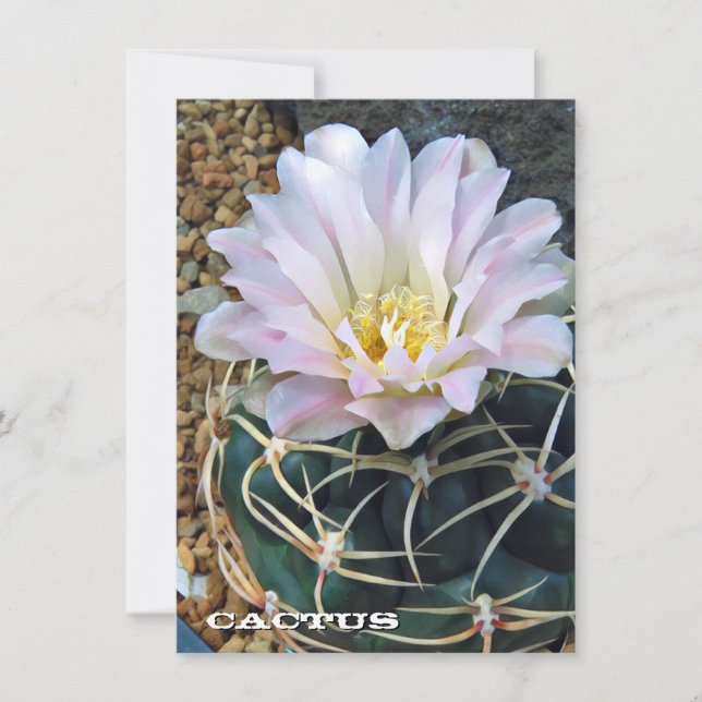 Cactus: Flat Card (Vorderseite)