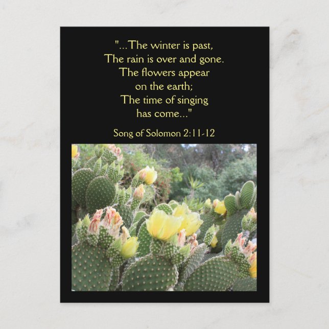 Cactus Fleurs Chanson de Solomon Carte postale (Devant)