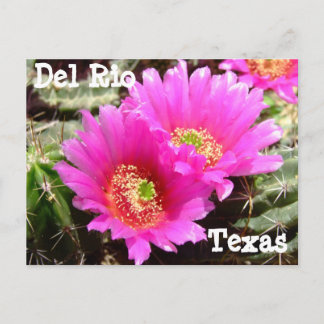 Cactus flower Del Rio Texas Carte postale
