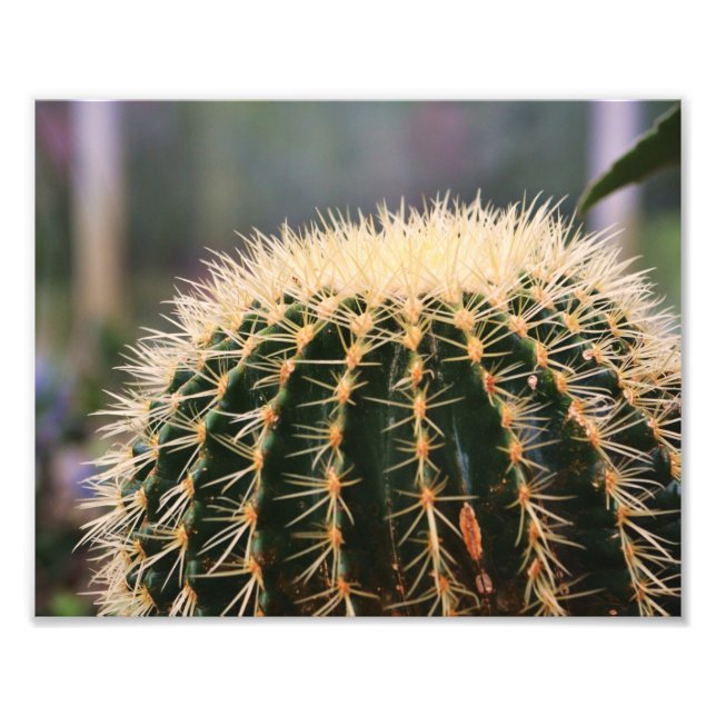 Cactus Foto Print (Vorne)
