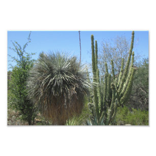 Cactus Garden Fotodruck