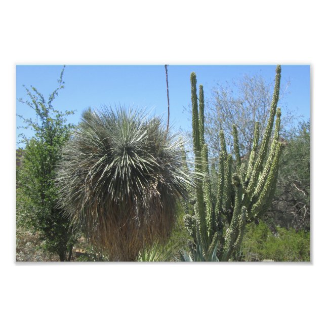 Cactus Garden Fotodruck (Vorne)