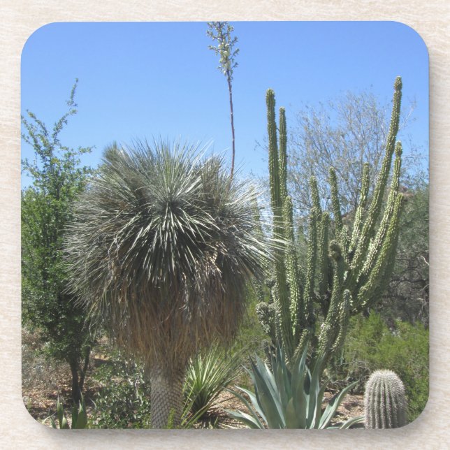 Cactus Garden Getränkeuntersetzer (Vorderseite)